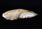 Pygope catulloi PICTET 1867 - Bild © FossNet FossilienStore